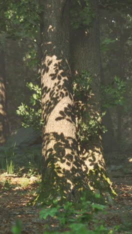 sunlight streaming through the trees in a lush forest