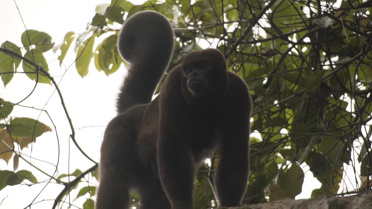 retrato de un mono choro en la selva tropical en colombia