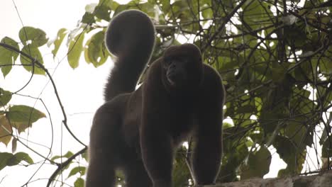 Retrato-De-Un-Mono-Choro-En-La-Selva-Tropical-En-Colombia