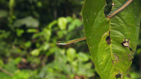 amazon rainforest a green parrot snake balanced between leaf gives a wide yawn in the forest canopy.