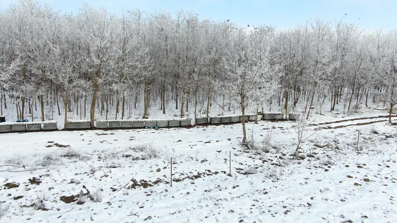 Arnie allineate tra alberi della foresta brinati durante la fredda stagione invernale.