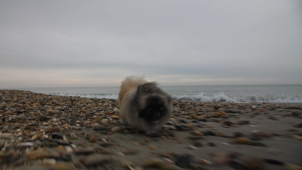 Epic pekingese running on a pebble beach in south of France. Gimbal smooth shot