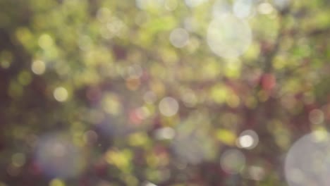 abstract spring background with bokeh