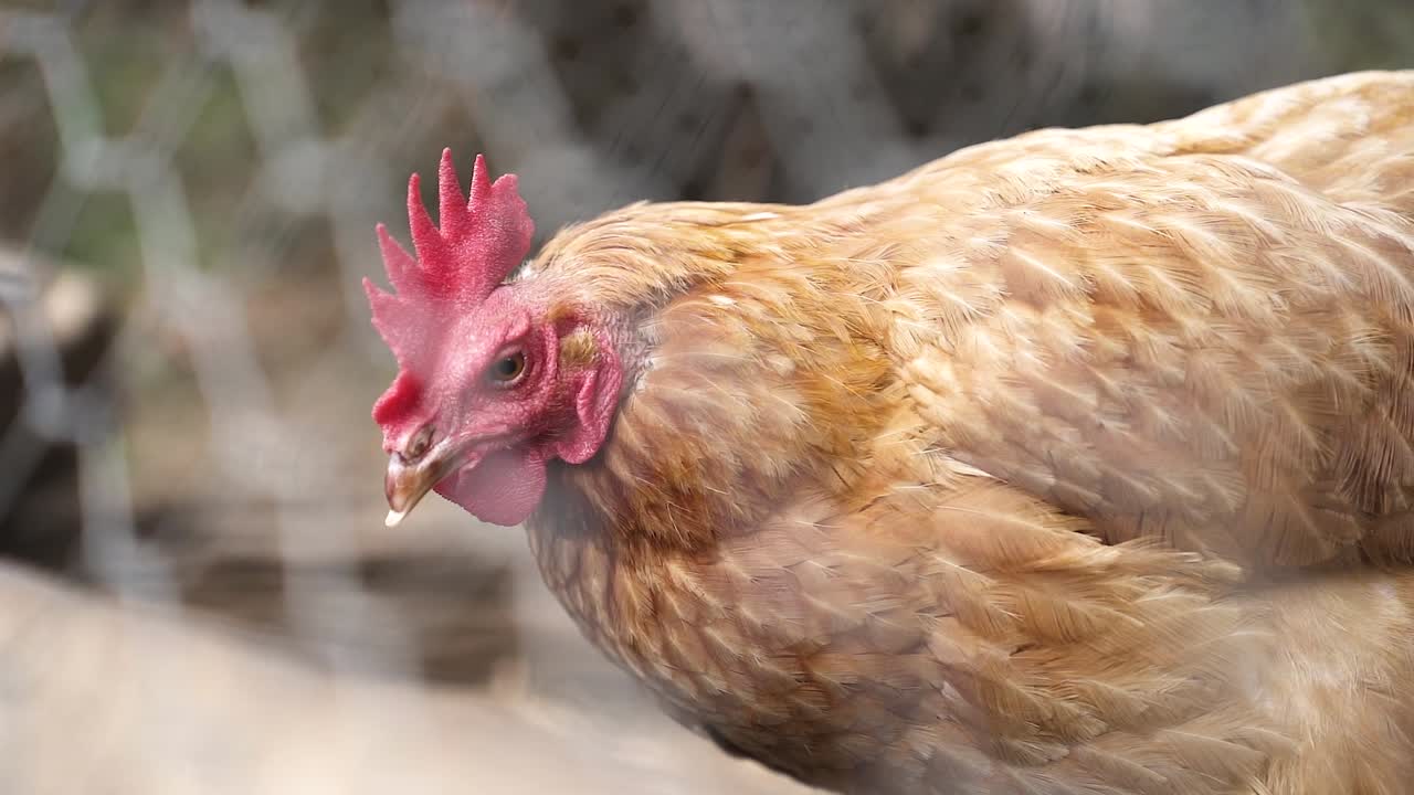 pollo curioso detrás de la valla de malla de alambre de la cooperativa avícola en la granja