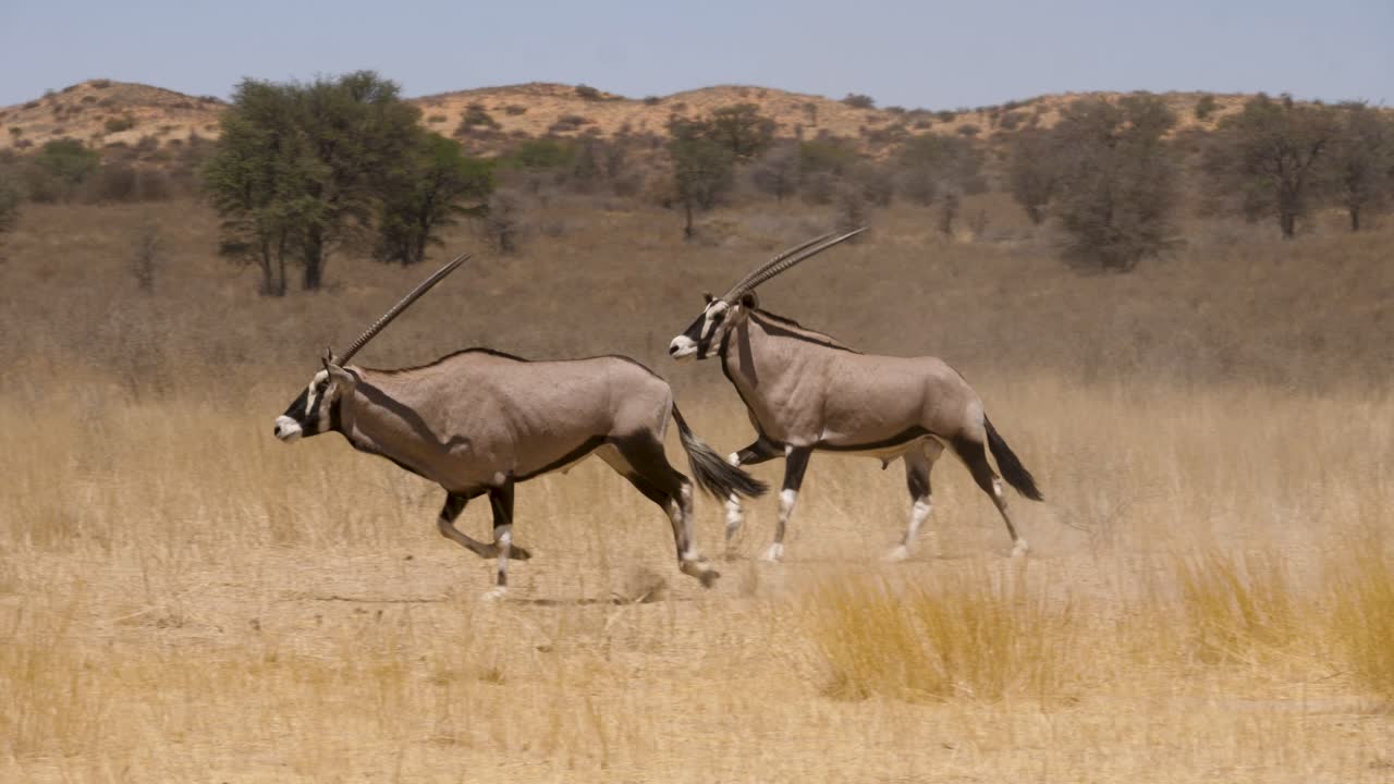 dos gemsbok corren a través del paisaje de hierba seca en el desierto de kalahari
