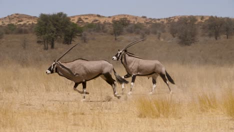 two-gemsbok-run-through-dry-grass-landscape-in-Kalahari-Desert