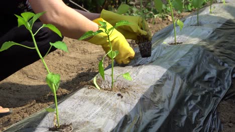 farmer wearing yellow gloves planting pepper seedlings in the ground covered with mulch film close-up