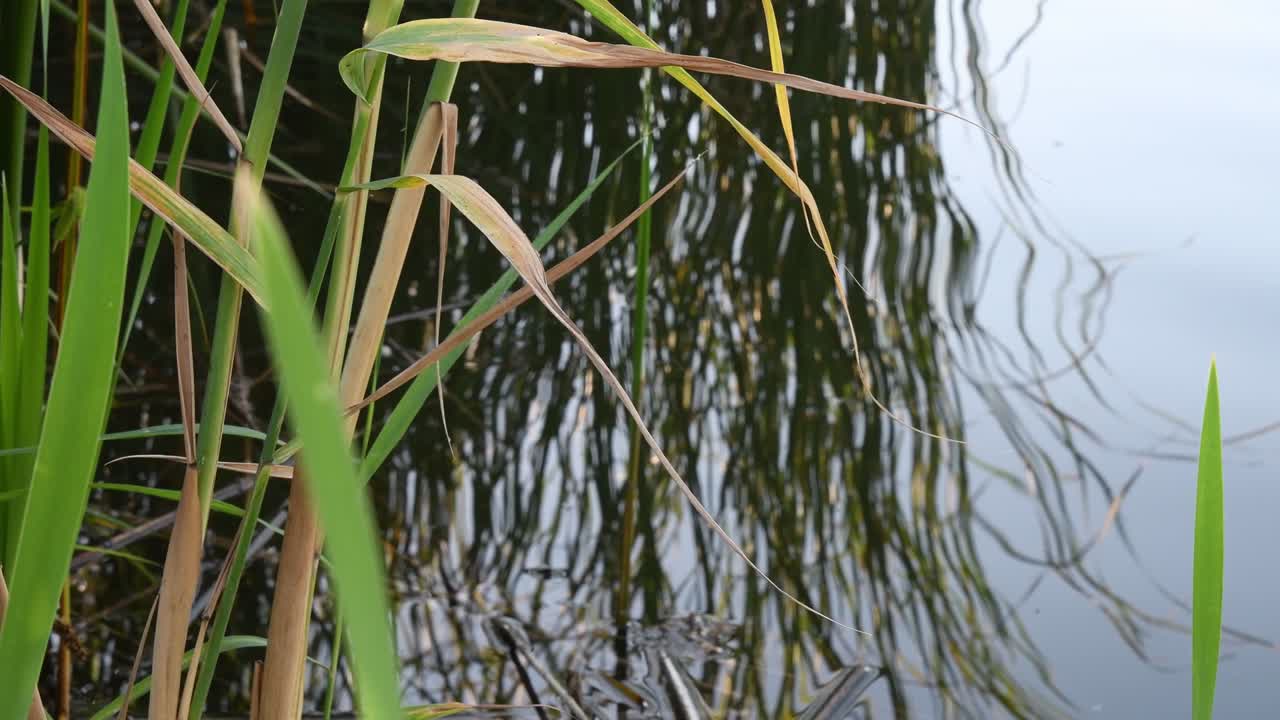 el crecimiento de cañas en el pantano fluvial con superficie de agua en el fondo