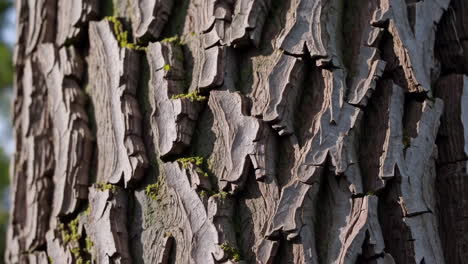close up of tree bark texture