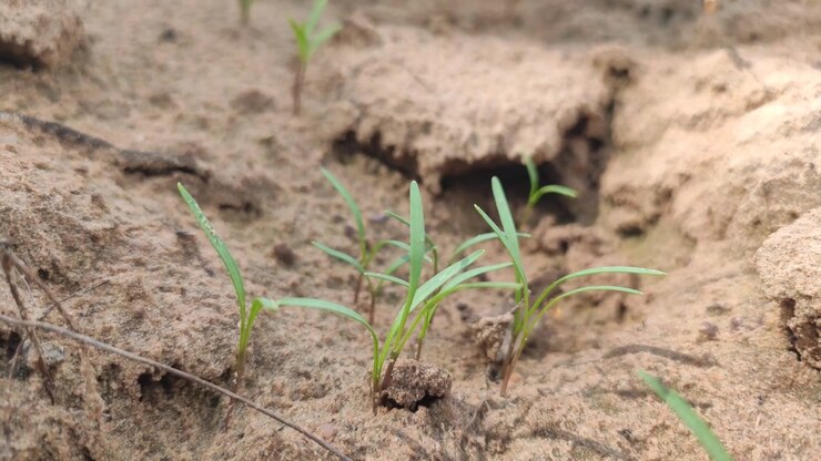 germinating carrots crop plants in the field, close up view