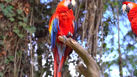 Macaws-standing-in-branches-in-jungle