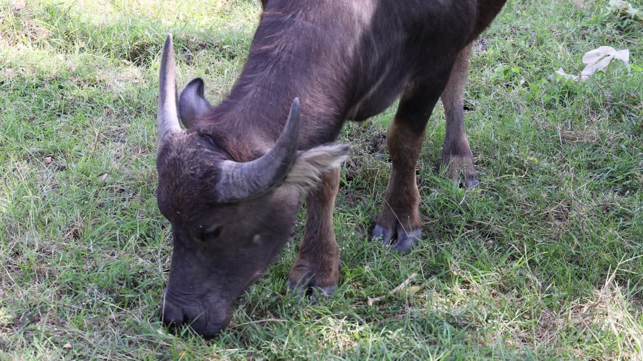 버팔로가 초록 잔디를 잡고 있다