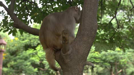 toma de mano de un mono en un árbol