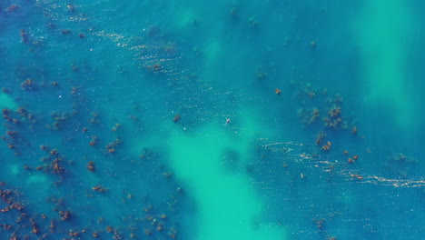 Großer-Wilder-Seelöwe,-Der-Im-Ozean-Schwimmt,-Südafrikanische-Küste,-Luftaufnahme-Von-Oben