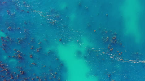 Big-wild-sea-lion-swimming-in-the-ocean-South-African-shore-aerial-top-shot