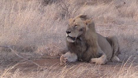 male lion resting in windy conditions. static