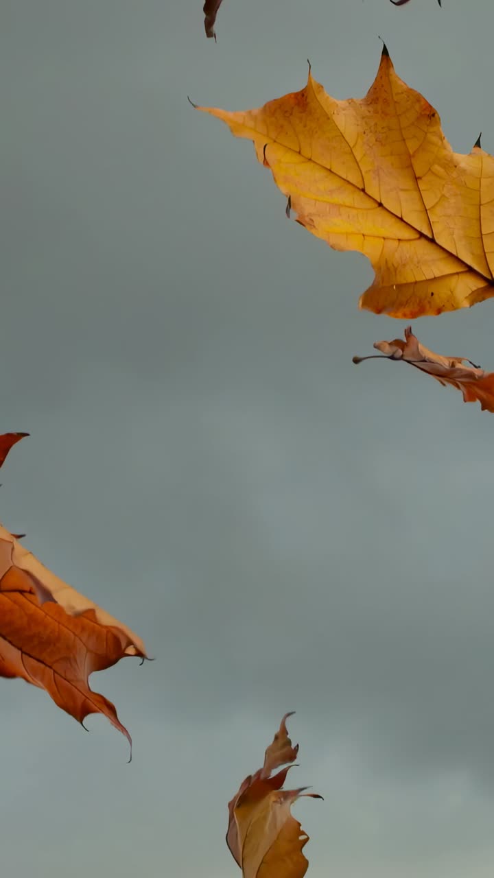 Vertical video: Driven by autumn breeze orange-brown maple leaves drifting under gray sky swirling