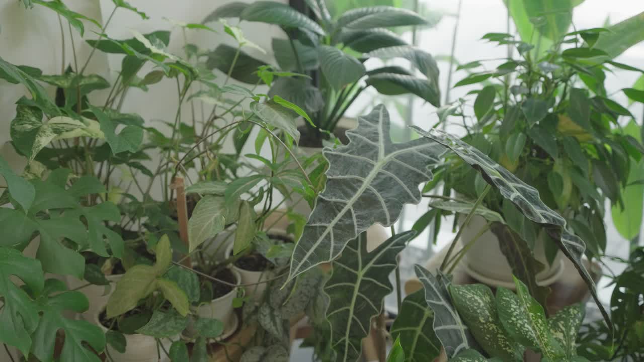 Beautiful Indoor Plant Collection