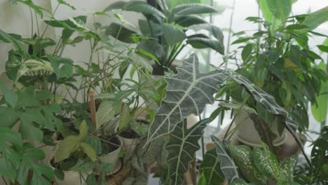 beautiful indoor plant collection