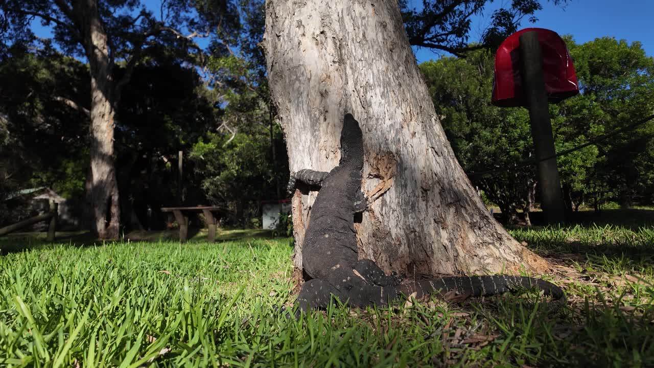 una goanna afila sus garras rascando un árbol nativo de la corteza de papel australiano