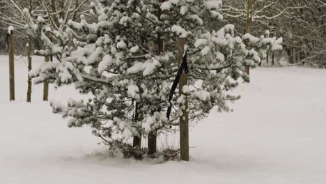 Toma-De-Fuertes-Nevadas-Causadas-Por-El-Efecto-Del-Lago