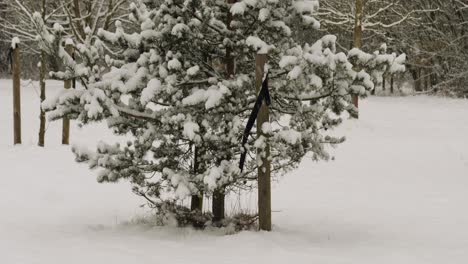 shot of heavy snowing caused by lake effect