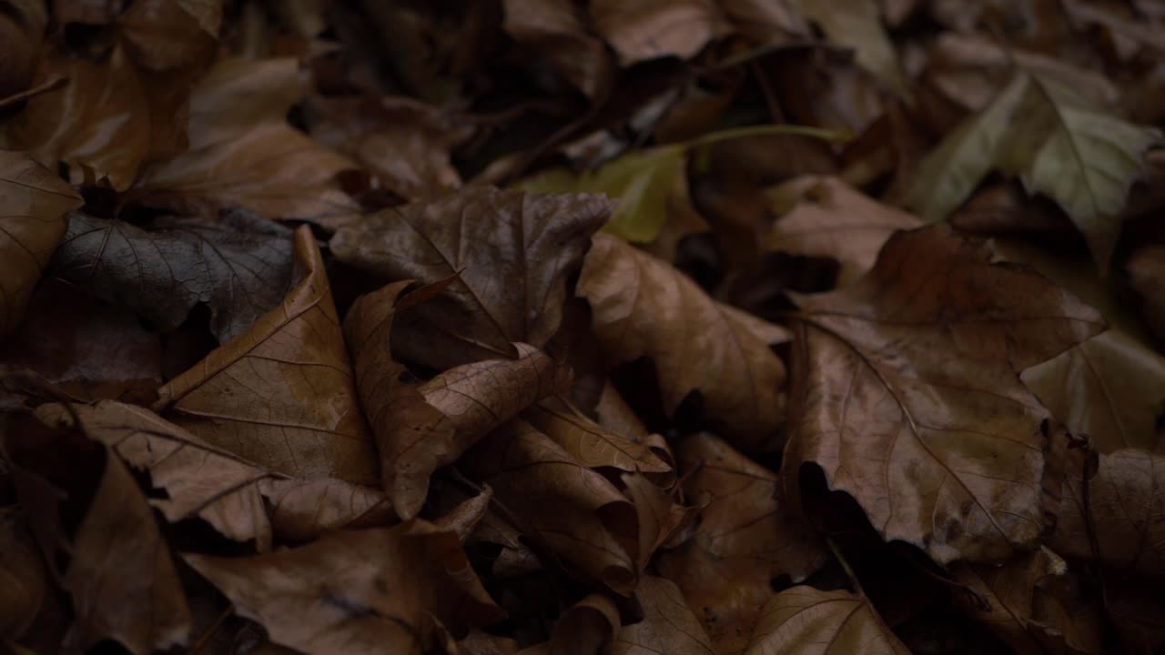 hojas de otoño mojadas en el suelo después de una toma panorámica de lluvia