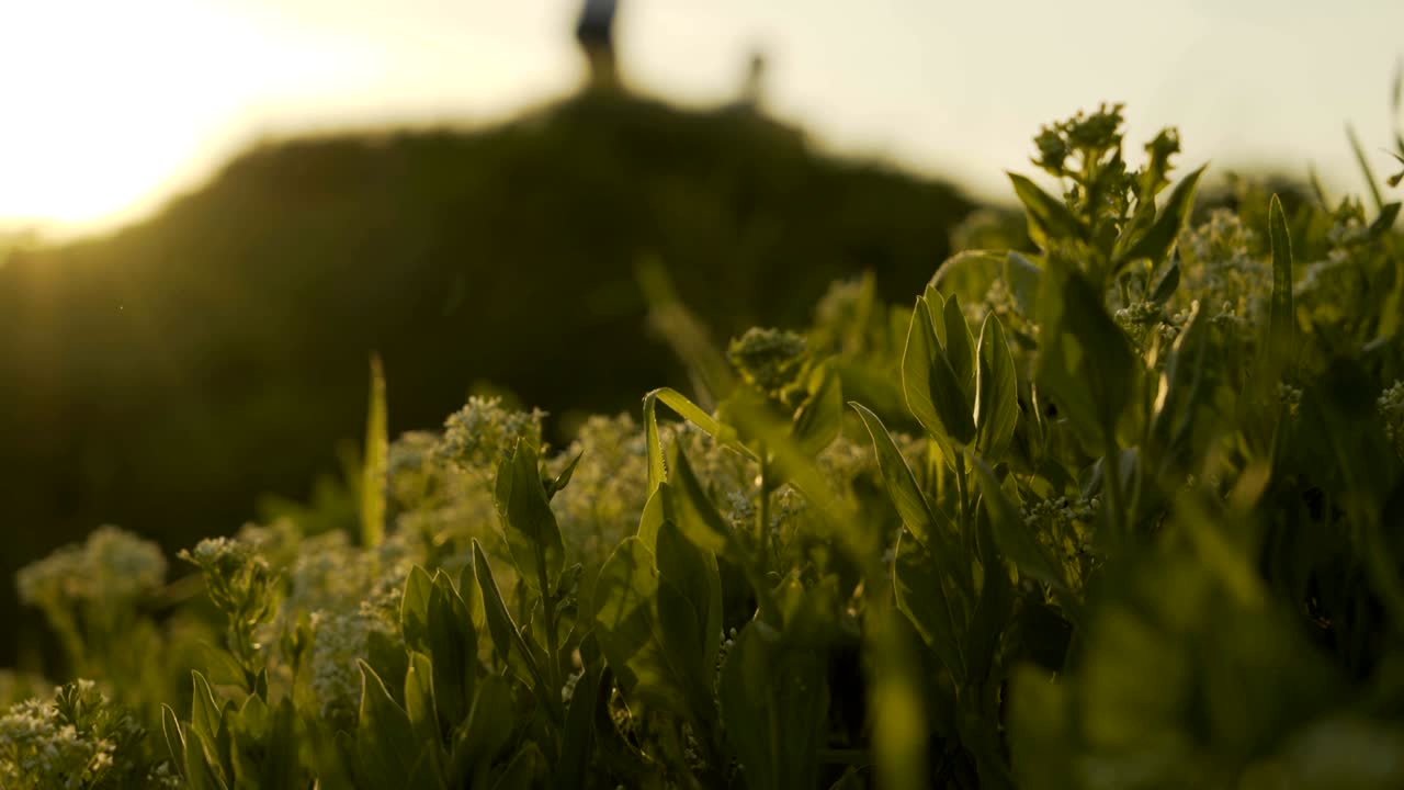 hierba verde fresca con gotas de rocío clips, gotas de rosas en el césped verde imágenes, gotitas de lluvia en el video de hierba verde, ultra hd 4k gota de rocía en la hierba verde película 4k
