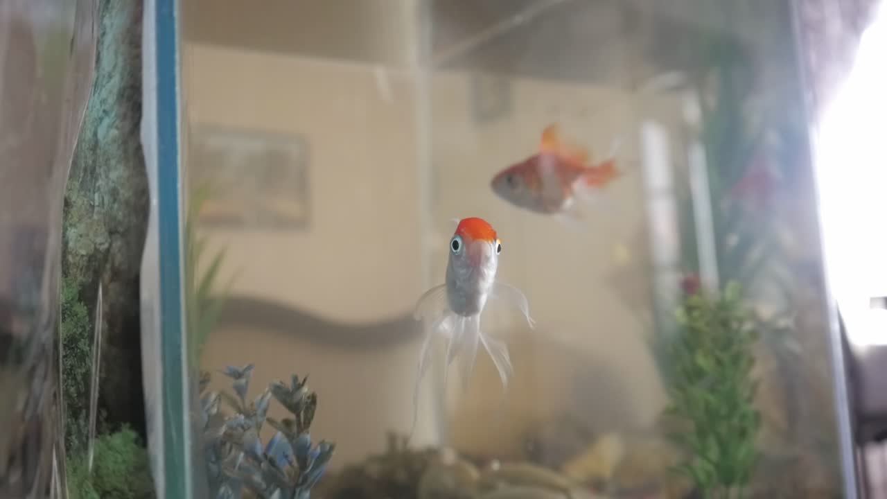 primer plano de crucianos dorados en el acuario