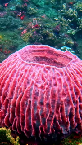 close-up of large pink brain coral, a maze-like reef foundation with fish swimming nearby - vertical clip.