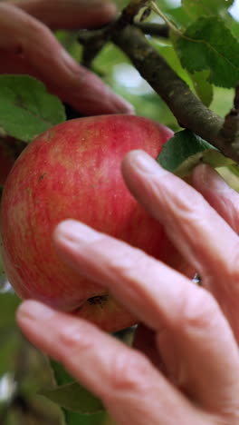 picking apples from the tree