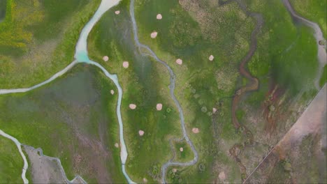 top shot of lake dobbiaco and green moss in toblacher see