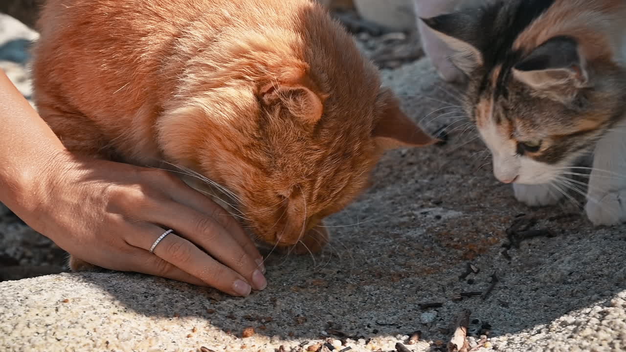 Woman placing food on the ground for two cats on a beach in Greece. Slow motion