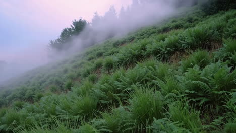 misty mountain meadow