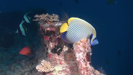 Kaiserfisch-Schwimmt-über-Schiffswrack