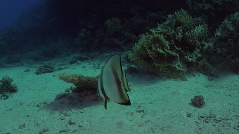 Pez-Murciélago-De-Cerca-En-El-Arrecife-De-Coral