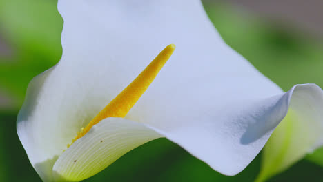 close up of a calla lilly flower surrounded by lush green foliage