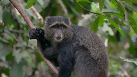 Monkey-in-a-tree-in-the-forest-of-Lake-Manyara,-Tanzania