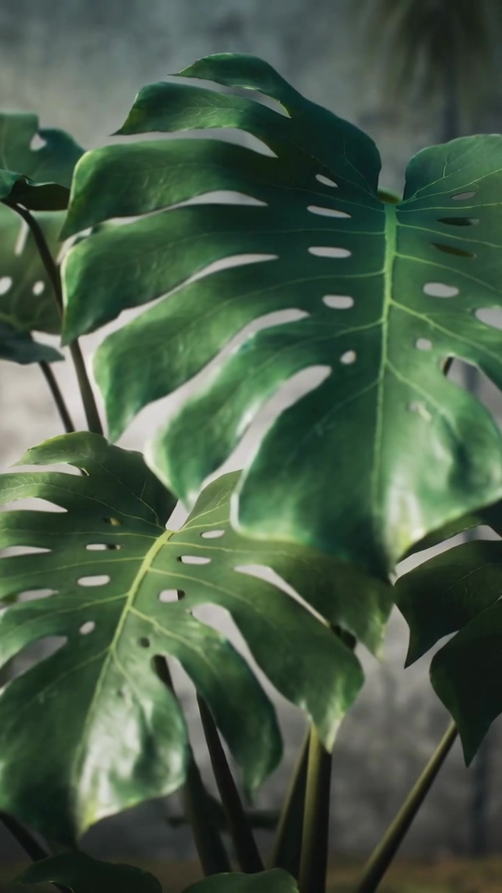 Video verticale: panoramica della telecamera che rivela una Monstera con foglie divise in vaso contro una parete grigia testurizzata.