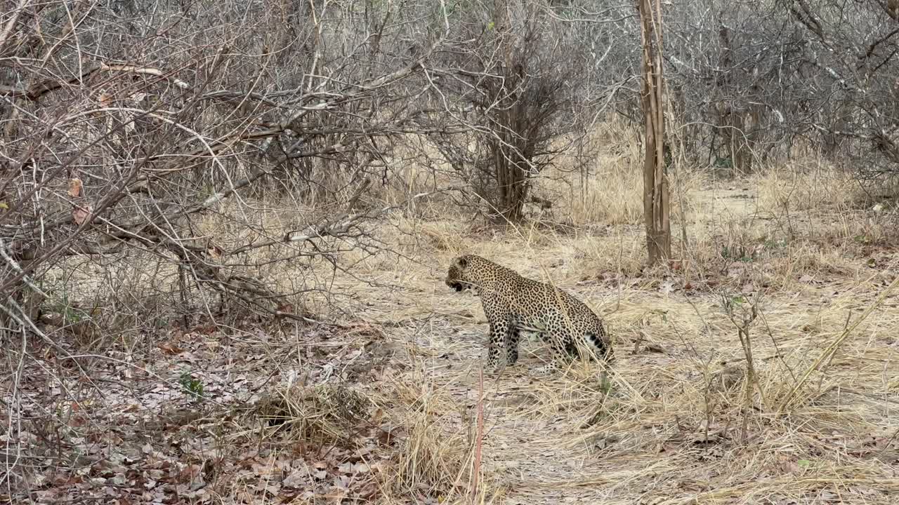 Leopard (Panthera pardus) scratching himself in South Luangwa National Park. Zambia.