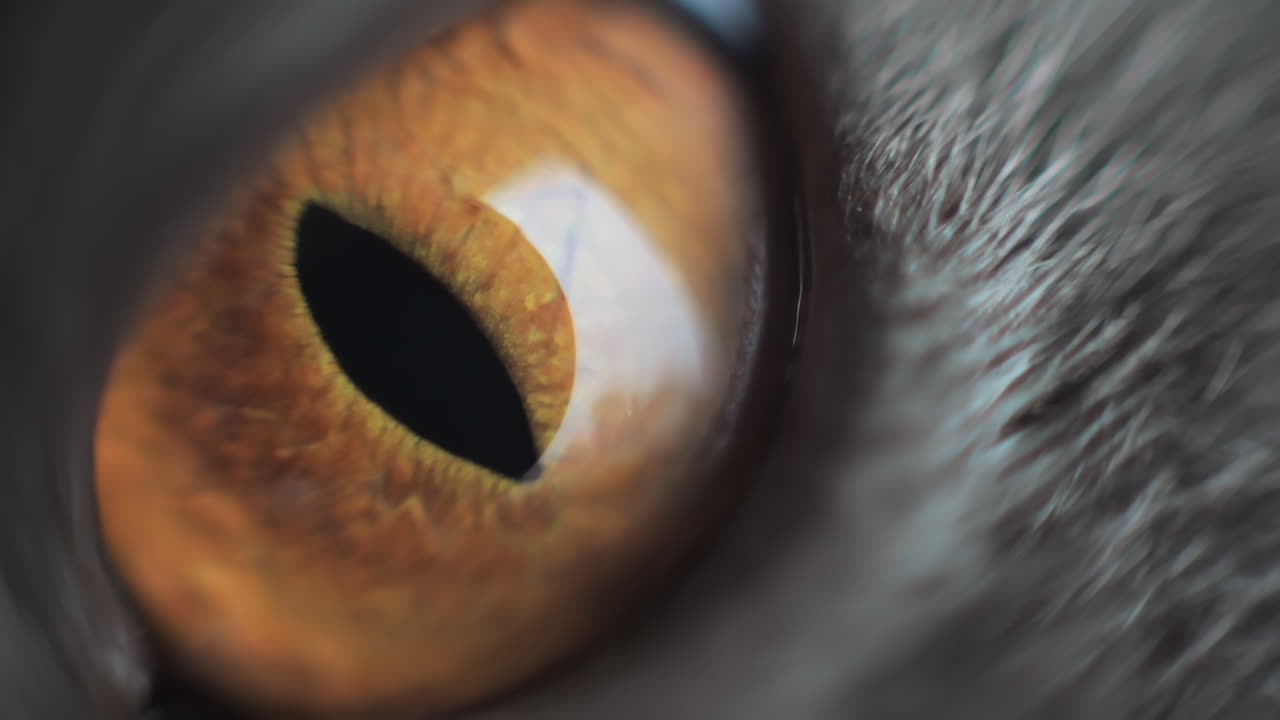 A mesmerizing close-up of a cat's eye, highlighting the intricate patterns and rich colors. The beauty of nature is on full display in this detailed moment