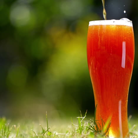 pouring fresh beer into the glass outdoor. dark beer pours from the top into a glass close-up. pint of cold craft beer isolated on green background.