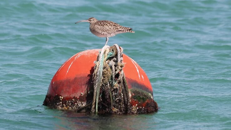 A bird sitting on a orange ball buoy following in the ocean