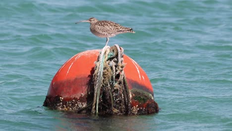 a bird sitting on a orange ball buoy following in the ocean