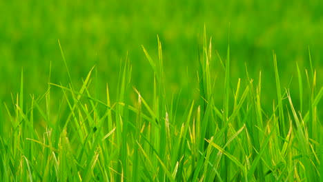 green field background in close up view.