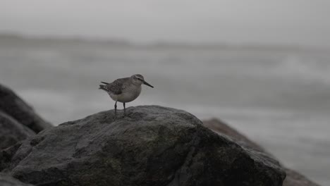 this clip features a wood sandpiper walking on breakwater rocks in stormy weather