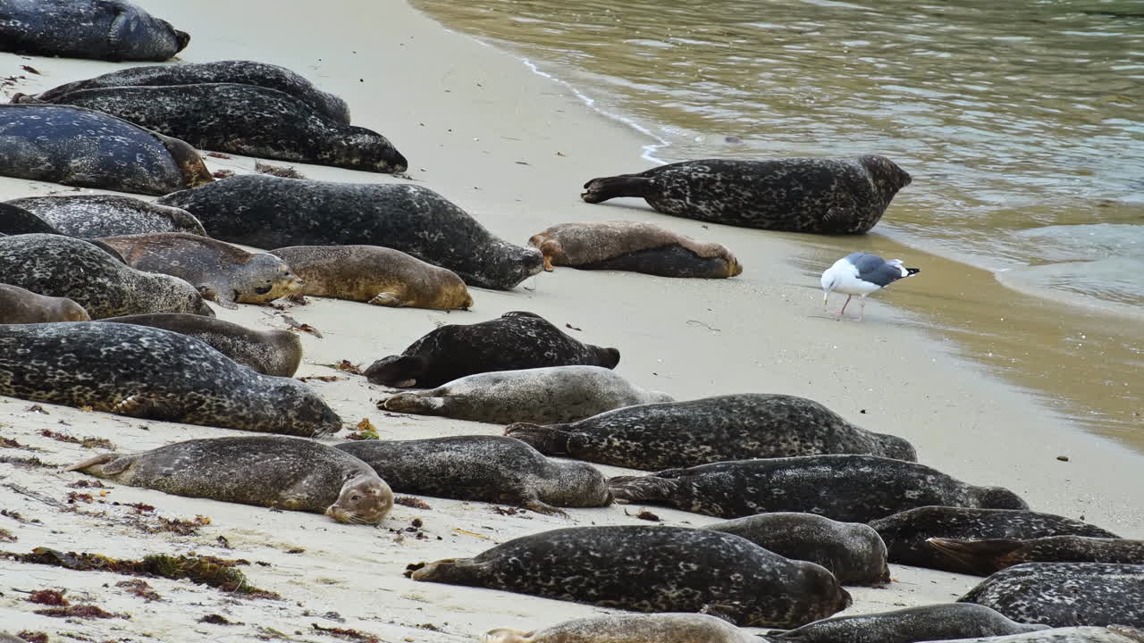 A big harbor seal crawling to the ocean waves at the shore