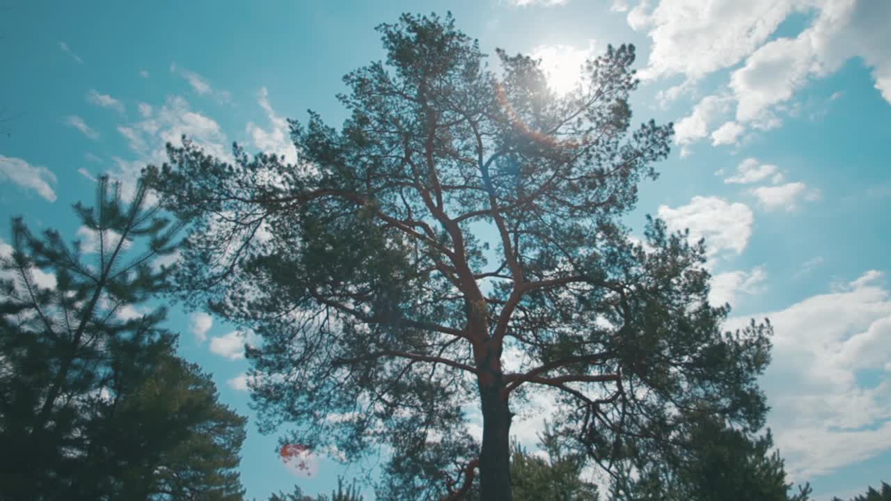 은 하늘 아래의 소나무