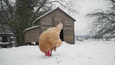 free range hen pecking for food and standing on one leg in the snow on a winters day