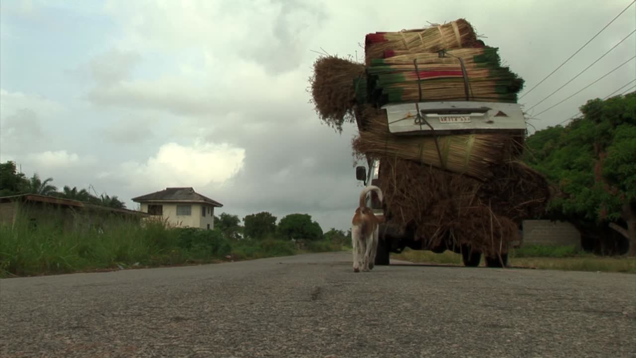 A stray dog on an African road. Nigeria